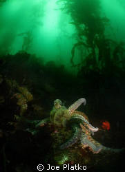 Sun star we found along the breakwater that was eating a ... by Joe Platko 